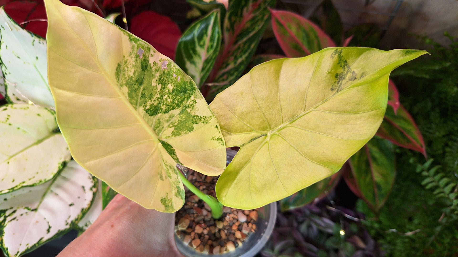 Мои покупки для растений, пересадка алоказии смотреть онлайн