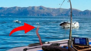 Снасть не выдержала! Мы оказались не готовы!