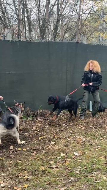 ВЕО Валентлайф Шерритэ 15 мес - 10.2025г. ЗКС, Сокольники - 3-е занятие. №1