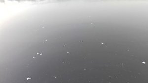 VID_20251210_104325.mp4 прогулка по замёрзший реки с Мухтаром 🐶