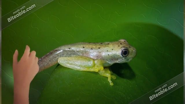 Размножение и развитие животных смотреть онлайн