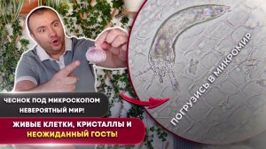 Что скрывает чеснок под микроскопом? Живые клетки, кристаллы и неожиданный гость!