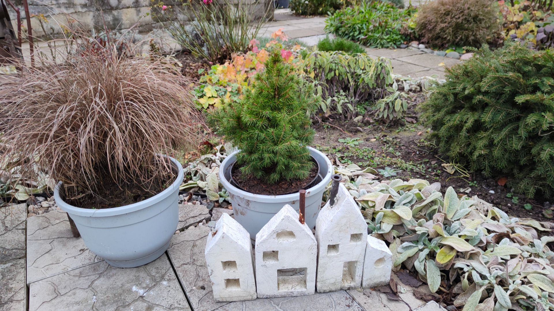 Посадки продолжаются: высадила тис и офиопогон Негрита, морозники с бутонам. Южный сад 10.12.2025 г смотреть онлайн