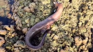 Дары океана после шторма.