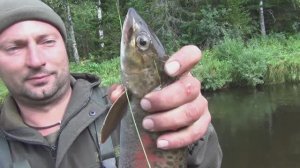 Жизнь ОТШЕЛЬНИКА Ловим Рыбу Ленок в ДЕВСТВЕННОЙ ТАЙГЕ Рыбалка 2025 Сухопит 5авг Охота Сибирь