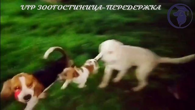 Зоогостиница. Передержка собак. Кинолог Игорь Алтайский.