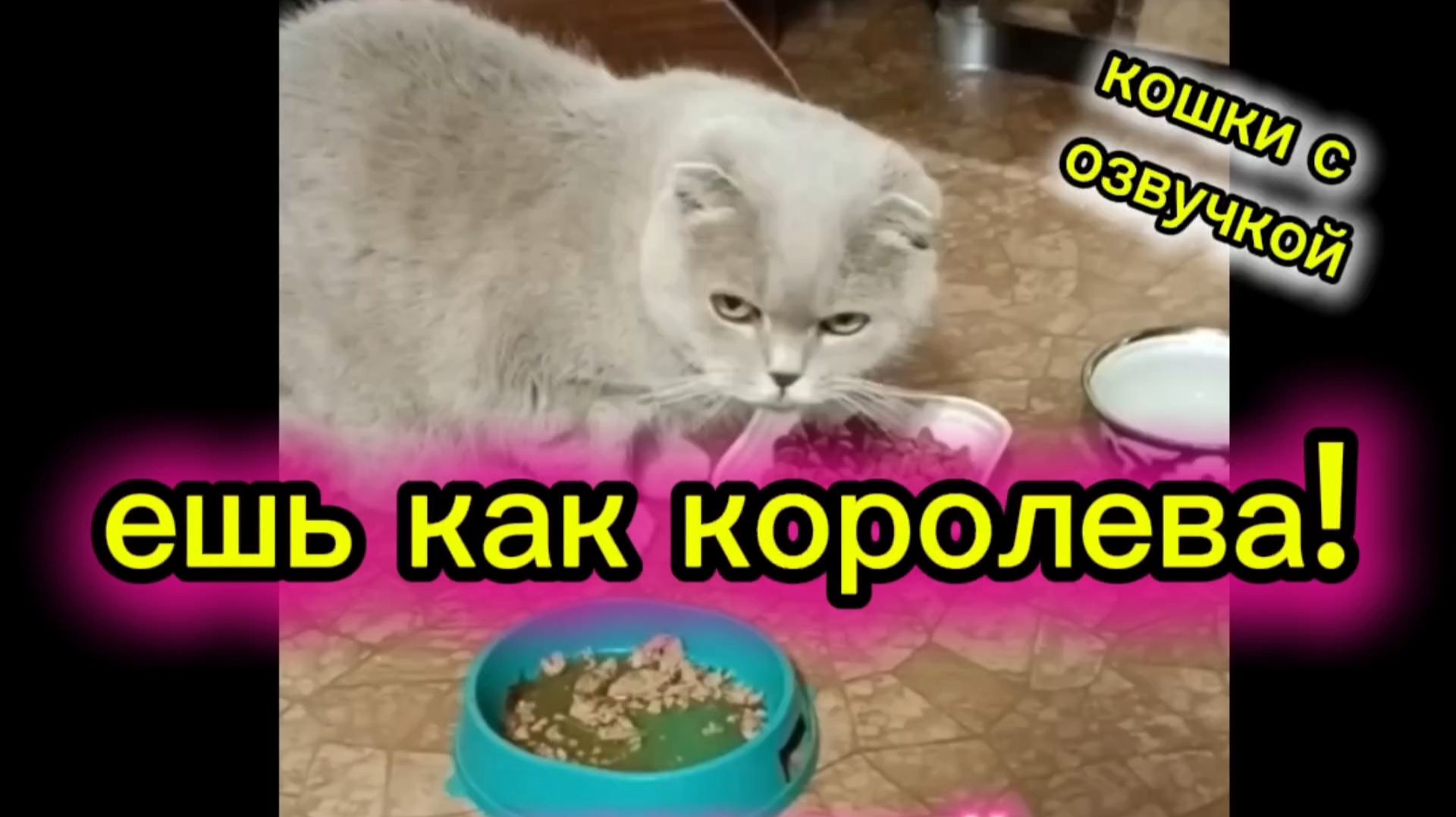 Кошки с озвучкой. смотреть онлайн