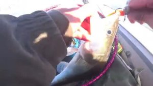 ТАК НЕ БЫВАЕТ!!!! 50 СУДАКОВ САНДАЛЯТ ОДИН ЗА ОДНИМ !