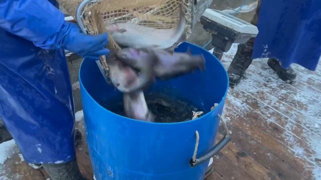 Запуск форели смотреть онлайн