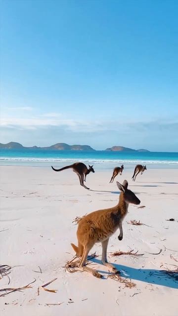 Австралия 😎 Кенгуру 😍🥰 смотреть онлайн