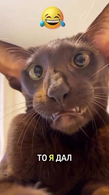 Кот: да все норм 🤣 смотреть онлайн