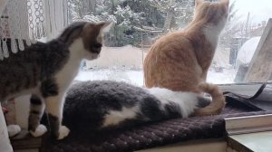 Подходим к финишу 5000 на монетизацию 🥳🥳🥳🥳Влог пушистых друзей за 10.12.25.