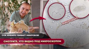 Имбирь против микробов под микроскопом  Реальный эксперимент!