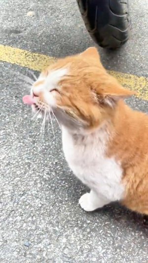 😂 ШАРИКИ ЗАМЁРЗШИЕ 🙀 | КОТЫ ЗАСМЕЮТ 🤣 | ОЗВУЧКА ОТ ROMEO 🔥 | #говорящийкот #озвучка #угараю