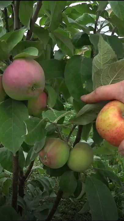 Покупаешь одну яблоню, а вырастает другой сорт смотреть онлайн