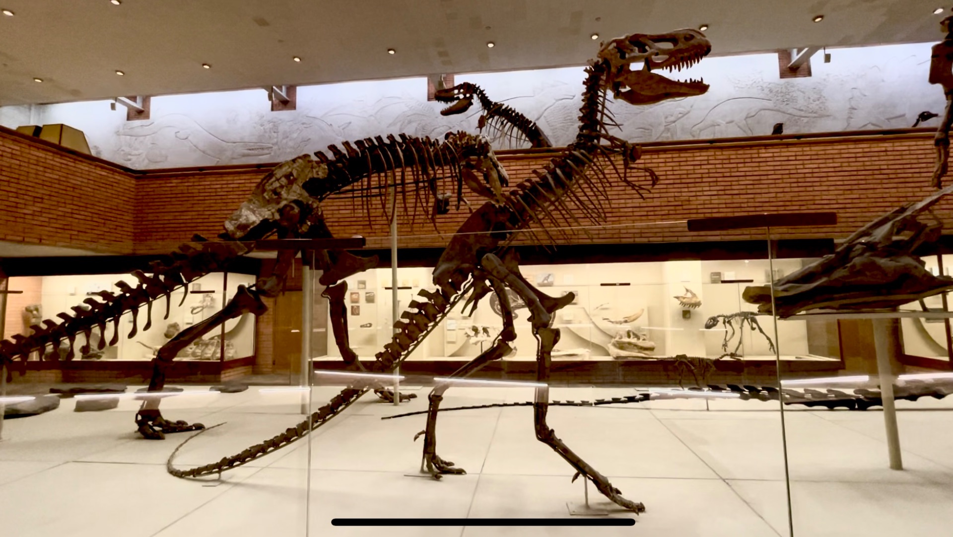 В самом большом палеонтологическом музее России. Москва. Эпизод 96