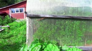 Огурцы в минипарнике-самый простой способ.