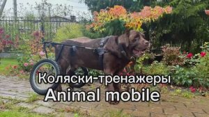 Коляска-тренажер для лабрадора