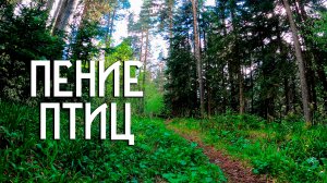 Пение птиц на лесной тропе / Звуки горного леса