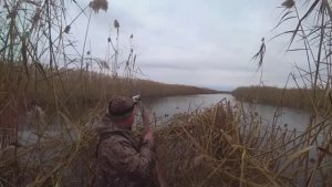 УХ! УТКИ САДЯТСЯ В НОГИ! ВОТ ЭТО ОХОТА НА УТКУ. ПРИЛЕТЕЛИ ТЫСЯЧИ УТОК С СЕВЕРА !