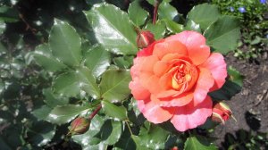 Роза форибунда Братья Гримм нашего сада. Сезон 2025 года