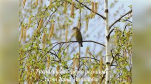 "Распахнула берёзка ресницы" - поэт Нина Игнатова