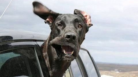 Обоссала мне бампер...собака... смотреть онлайн