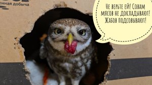 Чем кормить сову? Почему нельзя простое мясо из магазина? Зачем им кости, мех и перья в еде?