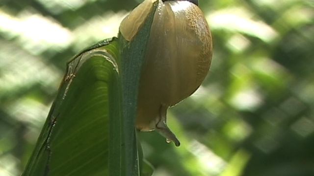 "И ты прав"... Притча