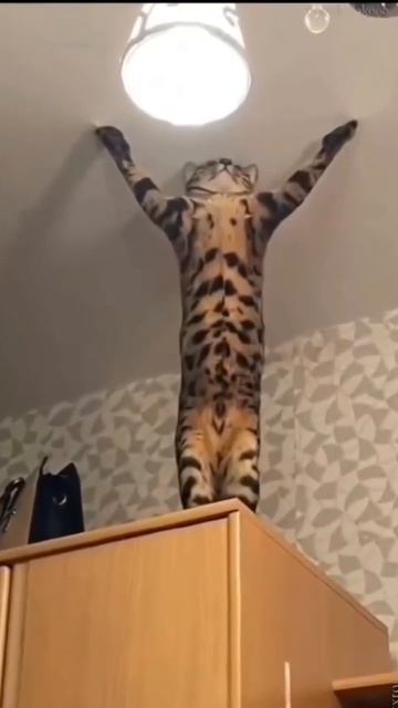 Приколы с котами