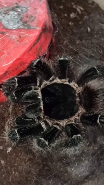 Кормление Машеньки. 5 декабря 2025 г. смотреть онлайн