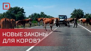 Изменения в законодательство о бездомных животных готовят в Дагестане