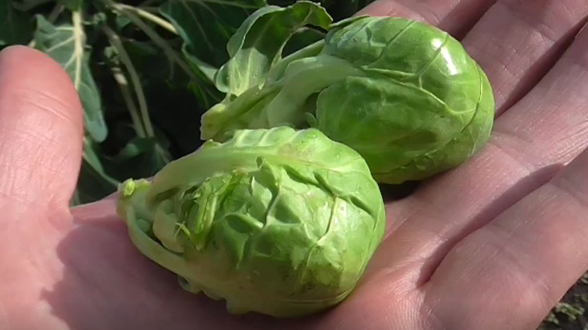 Выращивание брюссельской капусты