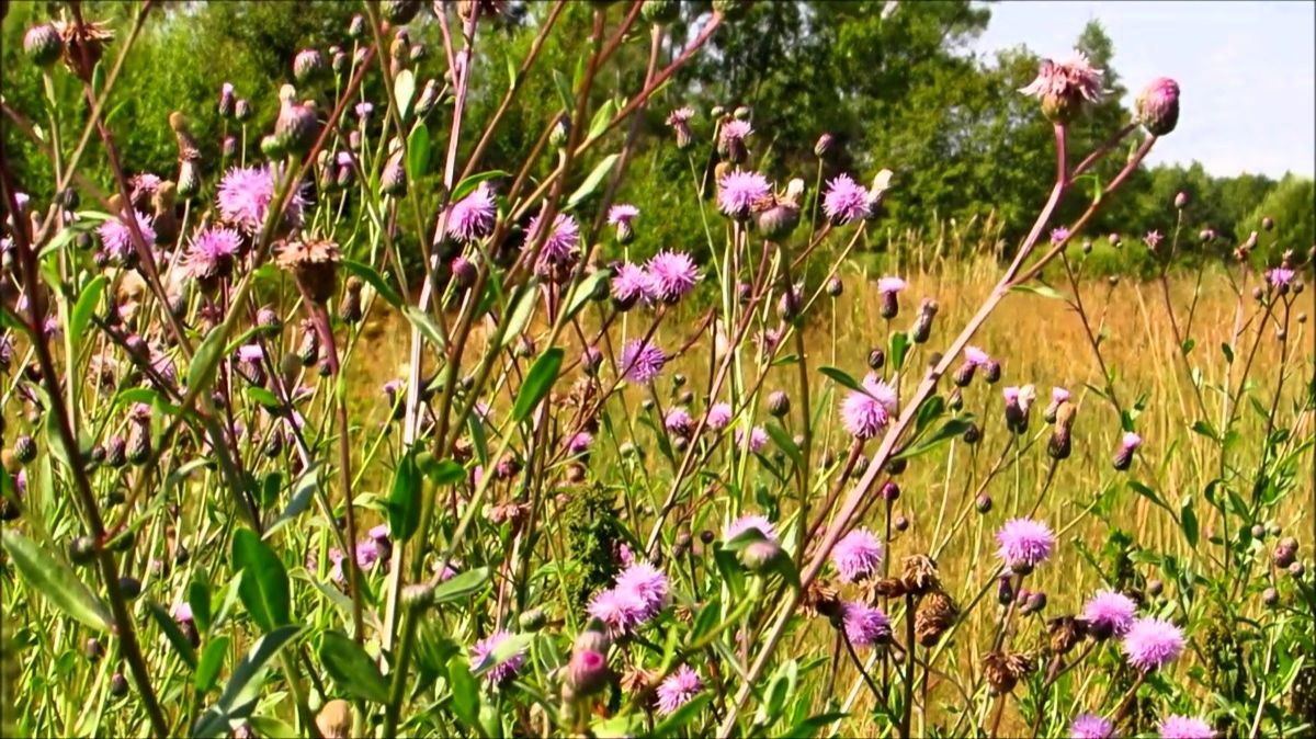 Июльский полдень смотреть онлайн