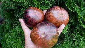 Томатный гном ЛЕПРЕКОН ГОША (Dwarf Leprechaun Gosha). Обзор сортов ТОМАТОВ!