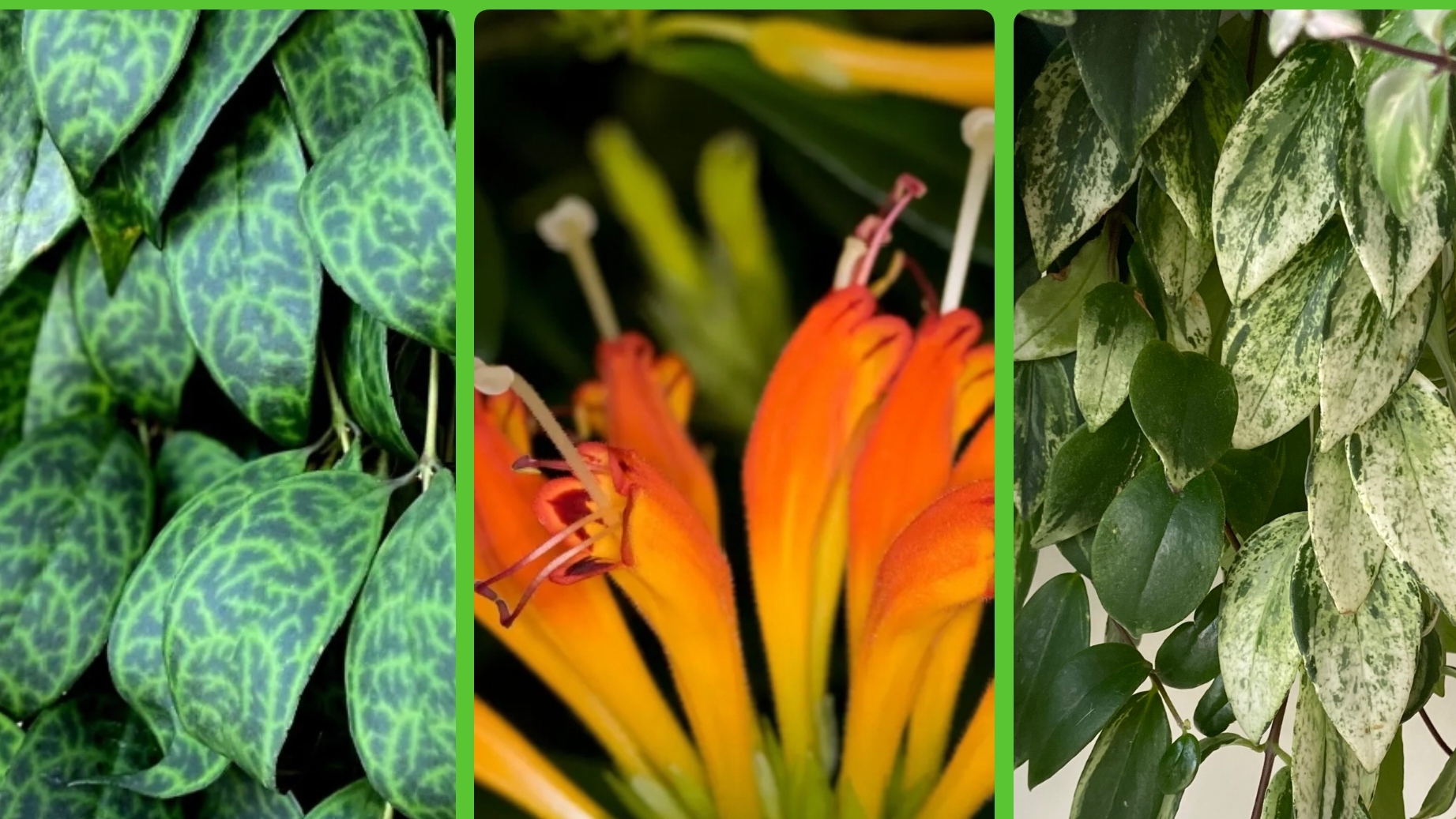 Эсхинантус Мраморный, Жар-птица, Лоббиантус вариегатный. Уход и содержание смотреть онлайн