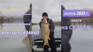Осенняя охота на СУДАКА 2025!!