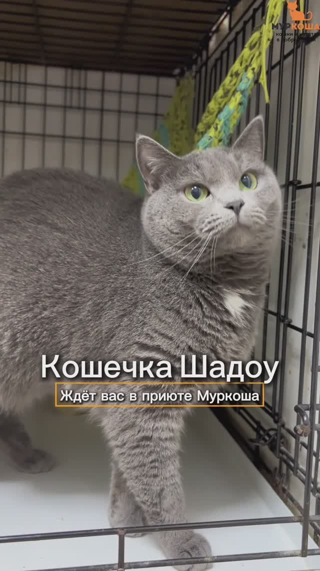 Шадоу ждёт вас в приюте #Муркоша смотреть онлайн