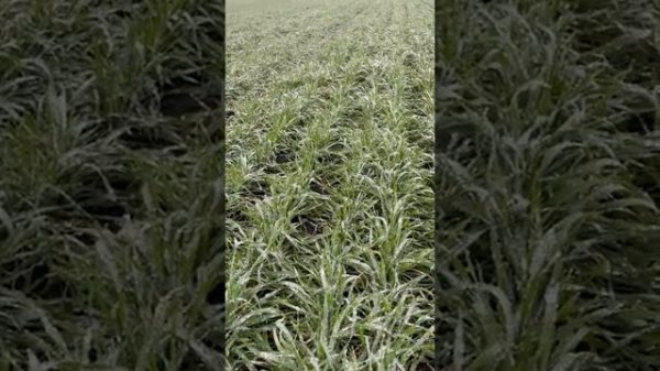 Озимая пшеница Гром. 6.12.25. Белгородская область