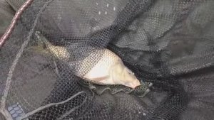 Рыбалка на флэт фидер, ловля карпа зимой по холодной воде.