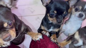 Утро нужно начинать с вкусненького.