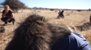 За мной ухаживает бабуин Шейла | ASMR - Груминг