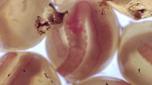 Коконы дождевых червей. Как рождаются черви