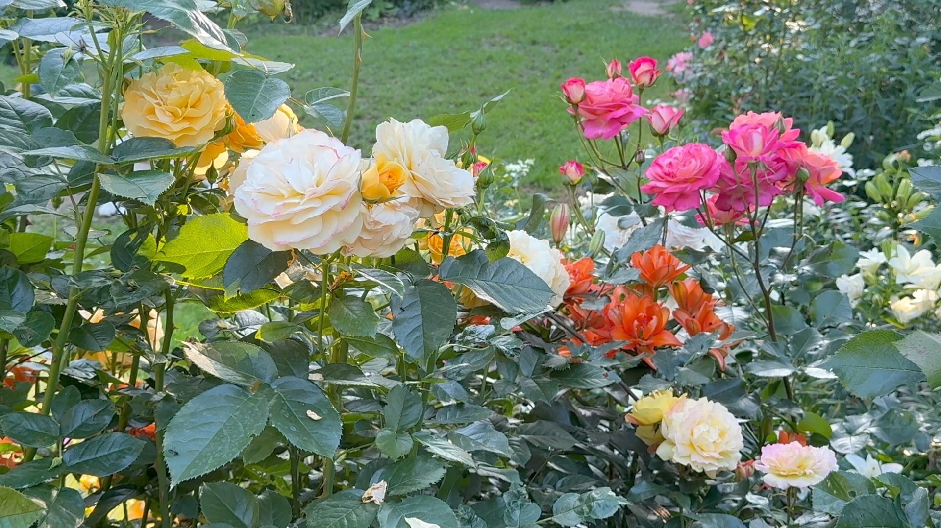 Июль в Саду 16 июля 2025 часть 3 смотреть онлайн