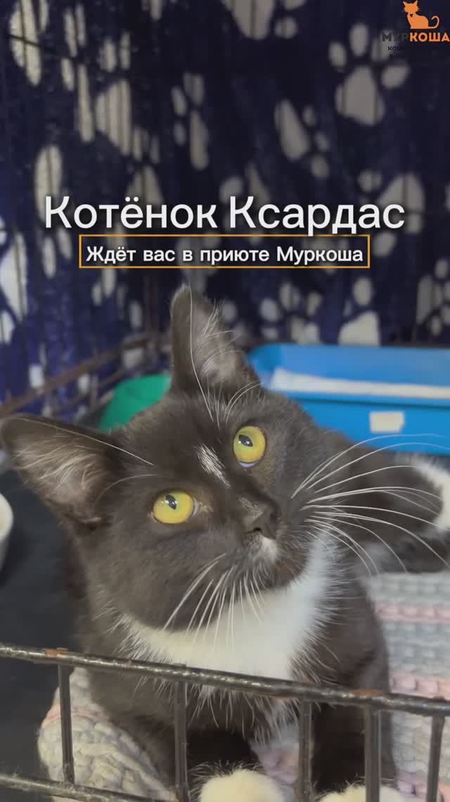 Ксардас ждёт вас в приюте #Муркоша смотреть онлайн