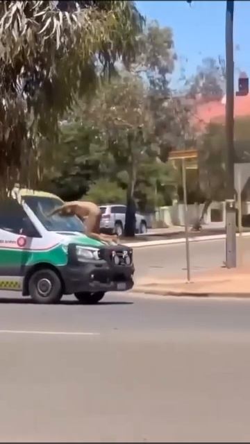 #Австралия Тем временем в Австралии смотреть онлайн