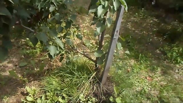 11. Манчжурский абрикос, Манчжурский Орех, Фаина и др. абрикосы в саду Железова и соседей.mp4 смотреть онлайн