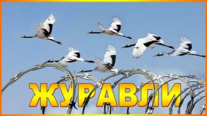 ЖУРАВЛИ