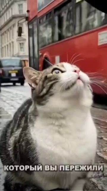 Зеленский и кот в Лондоне смотреть онлайн
