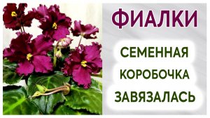 Фиалки (сенполии). Семенная коробочка завязалась.